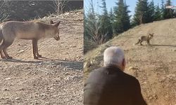 Ahır Dağı'nın Zirvesinde Aç Tilkiyi Elleriyle Beslediler