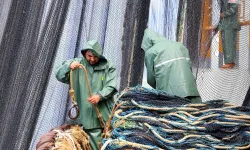 2025 Av Sezonunun İlk 3 Ayında Hamsi Liderliği Ele Aldı