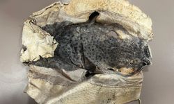 Balon Balığı Projesi Mahkemelik Oldu