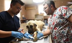Saldırgan köpek ihbarına giden ekiplere yol ortasında bıçaklı saldırıya ugradı