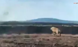 Bir çiftçi tarlasını sürerken alfa kurtla burun buruna geldi