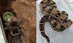 Burdur’da Eve Operasyon: Hayvanat Bahçesi Gibi!