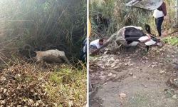 Dereye düşen inek itfaiye ekipleri tarafından kurtarıldı