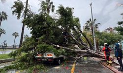 Kökünden Sökülen Ağaç Yoldan Geçen Araçlara Düştü
