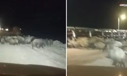 Kahramanmaraş'ta domuz sürüsü vatandaşları tedirgin etti