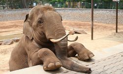 “Fil Gabi Öldü” İddiasına Şahin’den Yalanlama