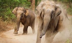 Filler yerleşim yerine inerek insanları ezdi! 5 kişi hayatını kaybetti