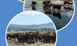 Halk elinde ıslaha 2,7 milyar TL destek verildi