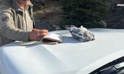 Kaçak Avcılık Yapan 4 Şahıs Doğa Koruma Ekiplerince Yakalandı