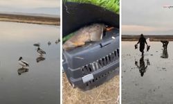 Kahramanmaraş'ta kaçak av yapan 5 kişiye ceza