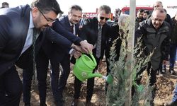 Kahramanmaraş'ta 30 Bin Fıstık Çamı Fidanı Toprakla Buluştu