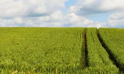 Kahramanmaraş'ta araba fiyatına tarla satılacak!