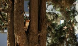 Kahramanmaraş'ta Ağaçta Mahsur Kalan Kediyi Vatandaşlar Kurtardı