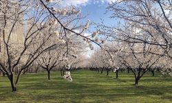 Kahramanmaraş'ta 14 dönüm kayısı bahçesi icradan satışta