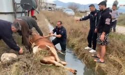 Kanala Düşen İnek 1 Saatte Kurtarıldı