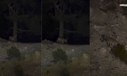 Kahramanmaraş'ta Alfa Kurdu Görüntülendi