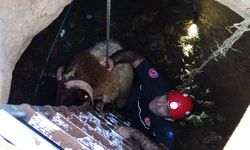 Kayıp Koyunlar Kuyudan Sağ Çıktı