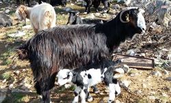 Keçiyi Meraya, Çobanı Yaylaya Döndürecek 13 Çözüm Önerisi Açıklandı