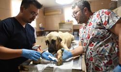 Kepez Belediyesi çalışanlarına saldırgan köpek ihbarı sırasında saldırı