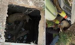 Kuyuya düşen koyun itfaiye ekipleri tarafından kurtarıldı