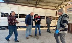 Besici Küpesiz Hayvan Taşıdı 170 Bin TL Ceza Yedi