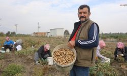 Kuraklık Yer Fıstığı Hasadını Vurdu: Rekolte Yarı Yarıya Düştü