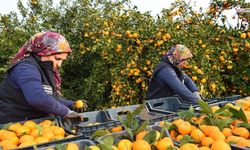 Mandalina Fiyatı 2 TL’ye Düşünce Belediye Devreye Girdi