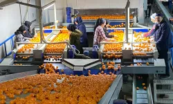 Mandalina İhracatı Rekorları Alt Üst Etti