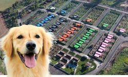 Kahramanmaraş Depreminden Kalan Konteynerler Sokak Hayvanlarına Yuva Yapıldı