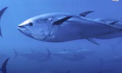 Mavi yüzgeçli orkinos kotası yüzde 20 arttı: Türkiye’ye 400 milyon TL ek gelir