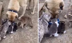 Maraş'a Dondurma İçin Gelen Turist Beklemediği Bir Deneyim Yaşadı