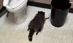 Sarhoş Rakun Dükkanı Talan Etti, Tuvalette Sızdı