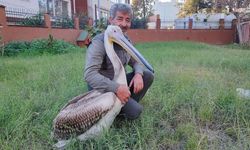 Yaralı Pelikanın Yürek Isıtan Dostluğu