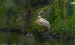 Yaralı Pelikanla Kurulan Sessiz Dostluk Yürekleri Isıttı