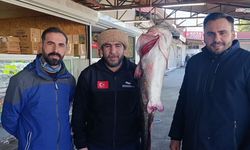 Kahramanmaraş'ta Dev Yayın Balığı Yakalandı