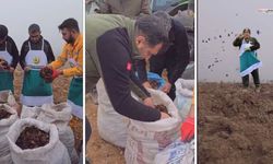 Kahramanmaraş’ta 110 Hektarlık Alana Sedir Tohumu Ekildi