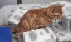 Zincir Markette Skandal: Kedi, Ürünlerin Üzerine Tuvaletini Yaptı