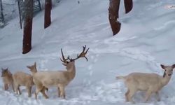 Kahramanmaraş’ta Albino Geyiği Sürüsü Görüntülendi