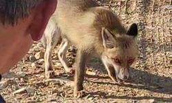 Kahramanmaraş'ta tilkiyi kuru yemişle besleyen doğasever