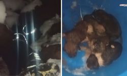 Dondurucu soğukta mahsur kalan yavru köpeklere itfaiye ekiplerince kurtarıldı