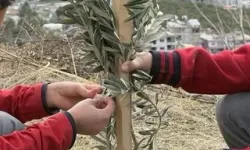 Okul bahçeleri zeytin bahçelerine dönüşüyor