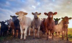 Kahramanmaraş'ta besilik hayvan besleyenlere iyi haber