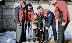 2026 yılının ilk buzağısı "Zeytin" Göksun'da doğdu