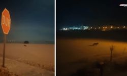 TOKİ konutlarında kurt görüntülendi