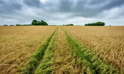 Kahramanmaraş'ta rekor satış: Dev arsa bu fiyatla icradan satılacak
