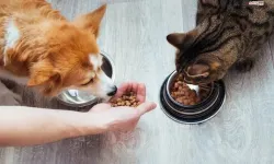 Kedi-köpek maması sektörü ihracatını 11 yılda 33 kat artırdı