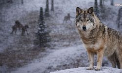 Çağlayancerit’te Aç Kalan Kurtlar İlçe Merkezine İndi