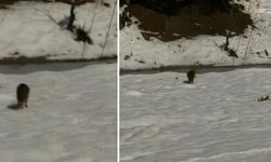 Kahramanmaraş’ta Kar Sonrası Aç Kalan Kurtlar Şehir Merkezine İndi