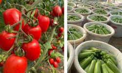 Ticaret borsasından şaşırtan tablo: Meyveye zam, sebzeye indirim