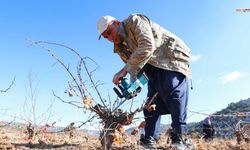 Büyükşehir belediyesi sayesinde 465 üretici organik tarım sertifikası aldı